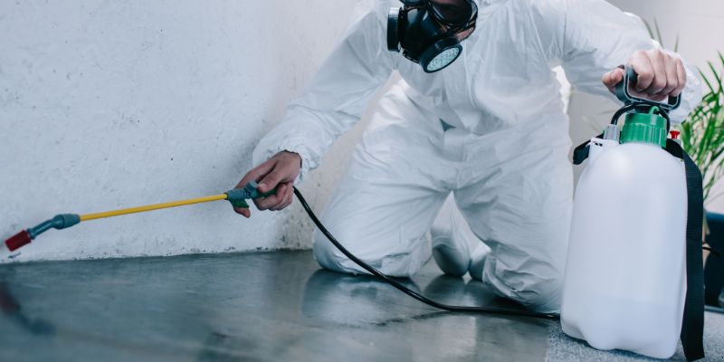 Como é feita a dedetização de baratas em Florianópolis